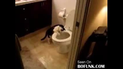 Cat With Toilet Fixation 