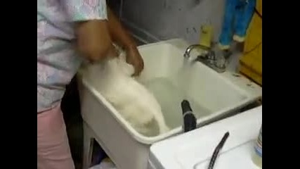 Котка Моли За Помощ (смях)
