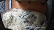 В британски зоопарк се родиха редки северноафрикански лъвчета