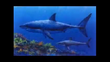 Shark