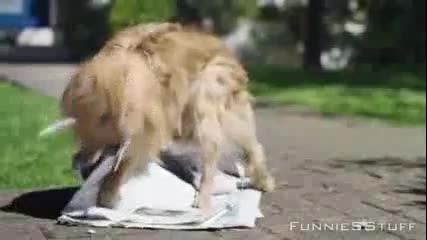 Животни и музика-неочаквано добра комбинация