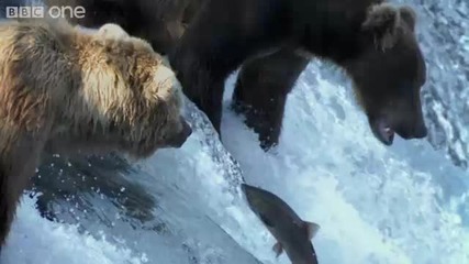 Мечки Гризли Ловуват Риба 