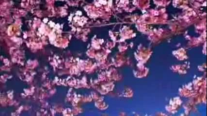Zacvela Sakura