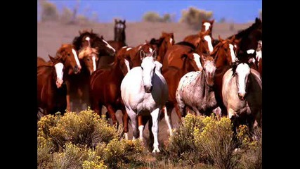 Beautiful Horses 2