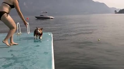 Кучета плуват