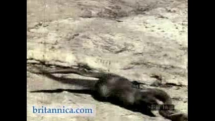 Mongoose Vs Snake 