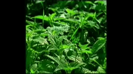 Bulgarian Herbs