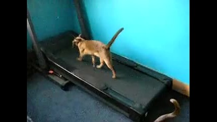 котки тичат по бягаща пътека