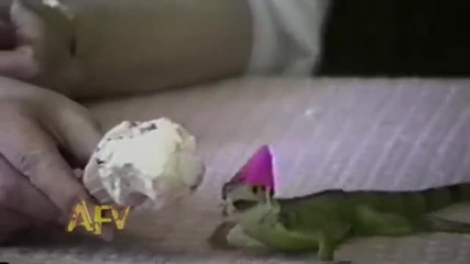 Игуана на рожденият си ден!