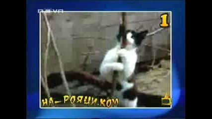 Топ 5 Стриптийз - Господари На Ефира
