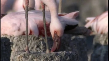 Оцеляването на едно малко фламинго 