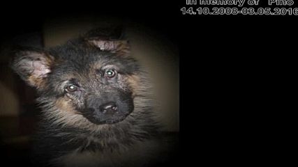 in memory of Pino