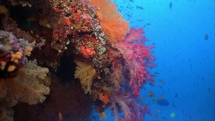 Great Barrier Reef (великия Бариерски Риф)