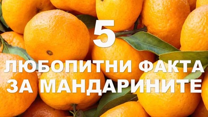 5 любопитни факта за мандарините