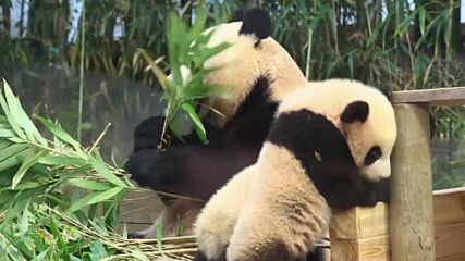 Медиен дебют: Вижте близнаците панди в зоопарк в Сеул (ВИДЕО)