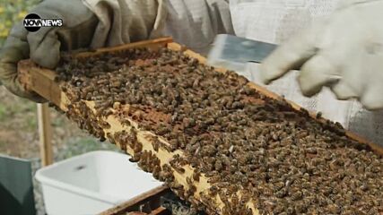 VOA Технологии: Пчелите