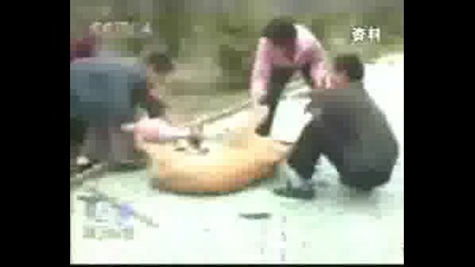 Лъвица Захапва Човек