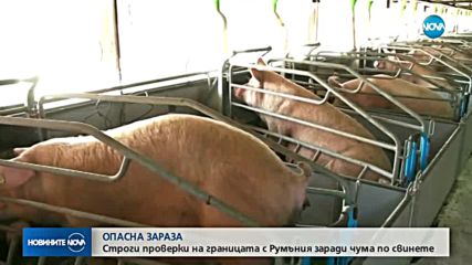 Строги проверки на границата с Румъния заради чума по свинете