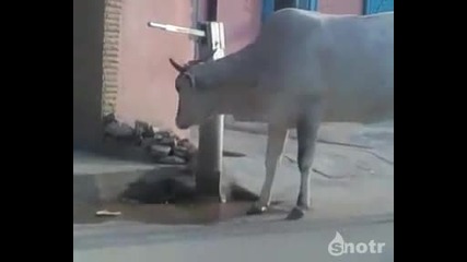 Не е глупава тази крава 