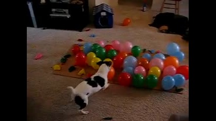 Куче срещу балони,смях