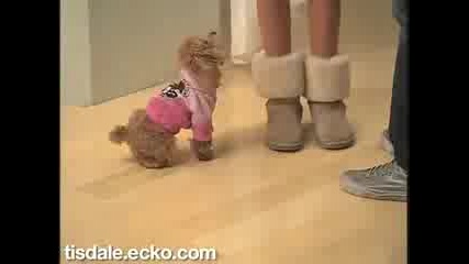 Ashley Tisdale Ecko Photoshoot 004 [ With Maui ]