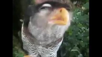 Птица получава оргазъм !!! голям смях !!! 