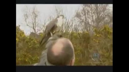 Falconry - a brief introduction 