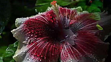 Hibiscus Flowers Хибискус Цвете