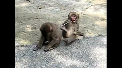 Много сладки маймунки 