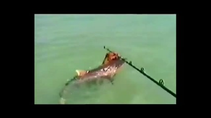 Dog Attack Shark 