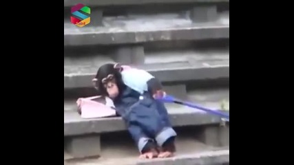 Маймуна разхожда куче