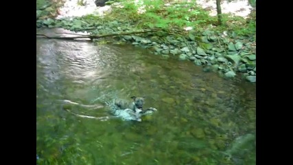 Зебо Плува в реката към Хижа Хубавец :)