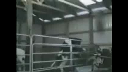 Animals Gone Wild 18+