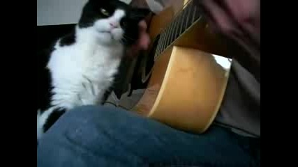 Котка се чеши по странен начин :)