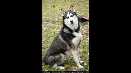 Яки Кучета 