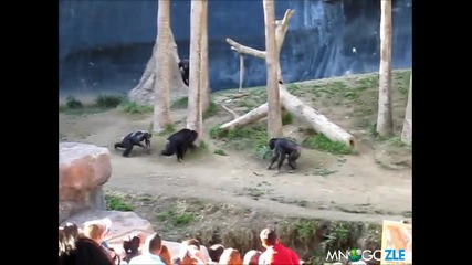 Бой в зоопарка