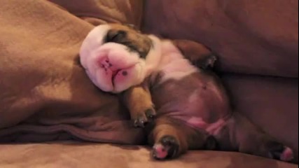 Малко сладко кученце се стряска на сън