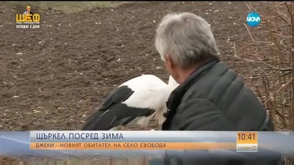 Кмет гледа щъркел като домашен любимец