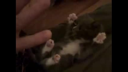Жена гъделичка малко коте (смях) 