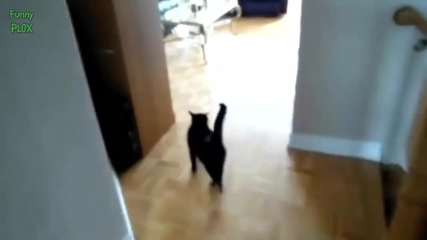Компилация Смях !.. Cats Welcoming Owners Home Compilation