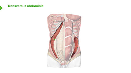 02. Anterolateral abdominal wall