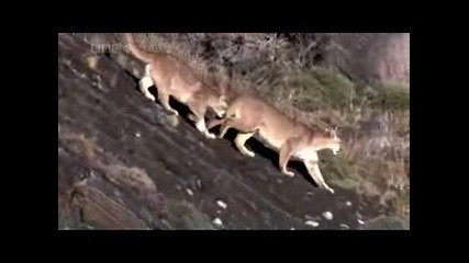 Patagonia - Deep forest - Forest Hymn
