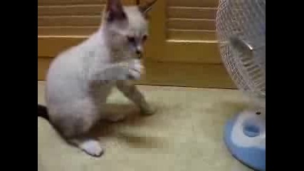 Котенце се забавлява с вентилатор