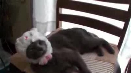 cat 