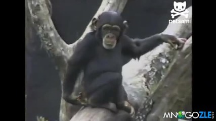 Маймуна припада след като си бръкна в дупето