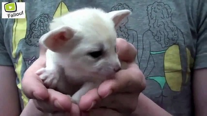 Сладки и смешни екзотични бебета животни