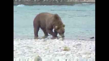 National Geographic - Bear Scenes From Enders Lsland, Mcneil River