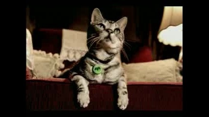 Коте Футболист