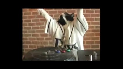 Коте Dj 