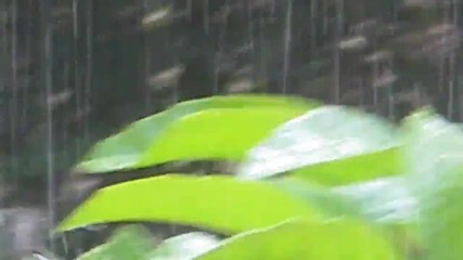 Колибри си взема душ под дъжда ,като ползва листата на цвете за вана